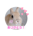 うさぎのむぎくん。（個別スタンプ：8）