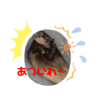 ぺっとすたんぷ_その3（個別スタンプ：1）