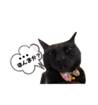 ぺっとすたんぷ_その3（個別スタンプ：4）