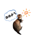 ぺっとすたんぷ_その3（個別スタンプ：6）