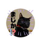 ぺっとすたんぷ_その3（個別スタンプ：8）