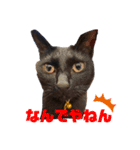 ぺっとすたんぷ_その3（個別スタンプ：10）