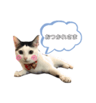 ぺっとすたんぷ_その3（個別スタンプ：11）