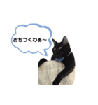 ぺっとすたんぷ_その3（個別スタンプ：13）
