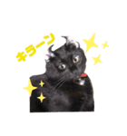ぺっとすたんぷ_その3（個別スタンプ：15）