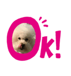 ガウガウ犬のレオン君③（個別スタンプ：2）