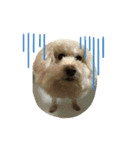 ガウガウ犬のレオン君③（個別スタンプ：5）