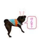 パグはPUG  vol.8（個別スタンプ：7）
