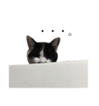 髭猫ちょびまる（個別スタンプ：11）