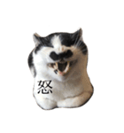 髭猫ちょびまる（個別スタンプ：13）