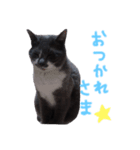 ハチワレ姉妹とめるちゃん（個別スタンプ：8）