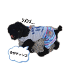 黒いトイプー♡ヒロの気持ち（個別スタンプ：12）