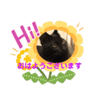 ミュウの日頃使えるスタンプ（個別スタンプ：1）