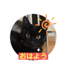 ミュウの日頃使えるスタンプ（個別スタンプ：2）