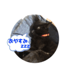 ミュウの日頃使えるスタンプ（個別スタンプ：6）