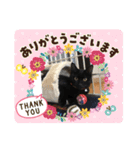 ミュウの日頃使えるスタンプ（個別スタンプ：20）