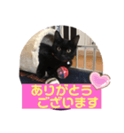 ミュウの日頃使えるスタンプ（個別スタンプ：21）