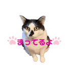 うしくんです（個別スタンプ：8）