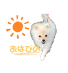 小木ピノ（個別スタンプ：1）