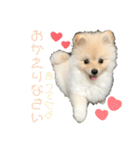 小木ピノ（個別スタンプ：6）