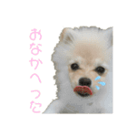 小木ピノ（個別スタンプ：11）