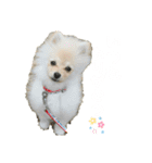 小木ピノ（個別スタンプ：16）