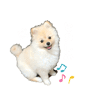 小木ピノ（個別スタンプ：19）
