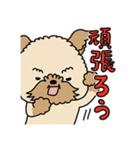 モコモコ犬 モコちゃんスタンプ（個別スタンプ：9）