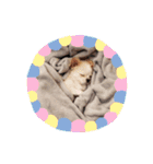 公式うにんぼ（個別スタンプ：3）