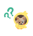 公式うにんぼ（個別スタンプ：12）
