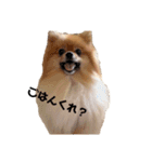 ゆずと言います（個別スタンプ：10）