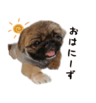 ペキニーズ隊（個別スタンプ：1）
