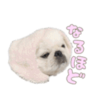 ペキニーズ隊（個別スタンプ：5）