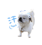 ペキニーズ隊（個別スタンプ：6）