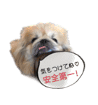 ペキニーズ隊（個別スタンプ：8）