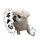 ペキニーズ隊（個別スタンプ：10）