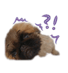 ペキニーズ隊（個別スタンプ：11）
