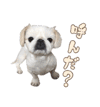 ペキニーズ隊（個別スタンプ：18）