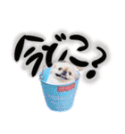 ペキニーズ隊（個別スタンプ：22）