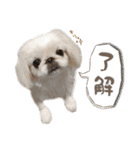 ペキニーズ隊（個別スタンプ：26）