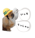 ペキニーズ隊（個別スタンプ：28）