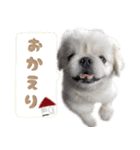 ペキニーズ隊（個別スタンプ：31）