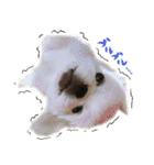 ペキニーズ隊（個別スタンプ：32）