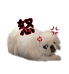 ペキニーズ隊（個別スタンプ：33）