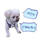 ペキニーズ隊（個別スタンプ：34）