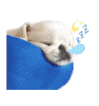 ペキニーズ隊（個別スタンプ：40）