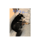 テッショウの挨拶（個別スタンプ：1）
