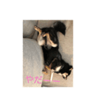 テッショウの挨拶（個別スタンプ：8）