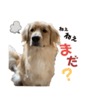 わんこの日常会話編 Part2（個別スタンプ：1）