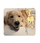 わんこの日常会話編 Part2（個別スタンプ：4）